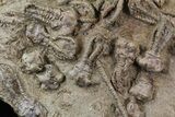 + Jimbacrinus Crinoid Fossils - Australia #31772-1